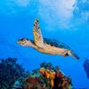Cozumel en Catamarán + Tulum 4×1 Clásico