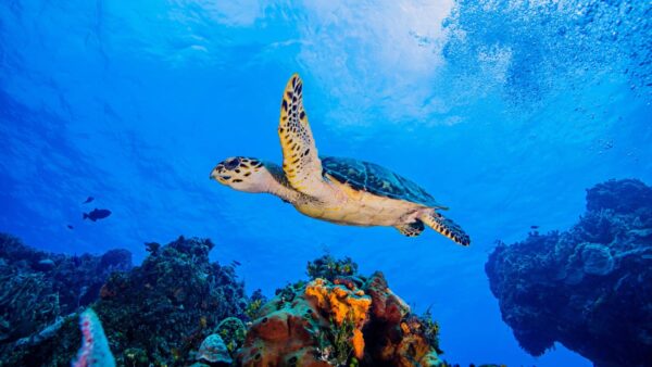 Cozumel en Catamarán + Tulum 4×1 Clásico