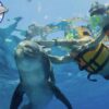Delfines en Isla Mujeres