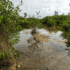 Jungle Tour en Lanchas Rápidas - Paseo en el manglar