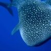 Nado con tiburón Ballena en Isla Mujeres