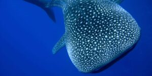 Nado con tiburón Ballena en Isla Mujeres