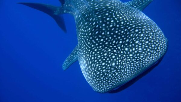 Nado con tiburón Ballena en Isla Mujeres