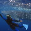 Nado con tiburón Ballena en Isla Mujeres