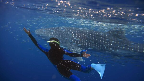 Nado con tiburón Ballena en Isla Mujeres