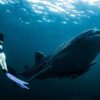 Nado con tiburón Ballena en Isla Mujeres