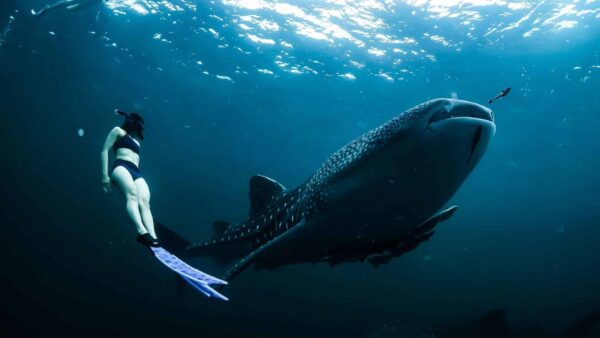 Nado con tiburón Ballena en Isla Mujeres