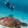 Descubre Akumal: Nado con Tortugas y Visita a Tulum en un Dia