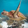 Descubre Akumal: Nado con Tortugas y Visita a Tulum en un Dia