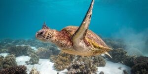 Descubre Akumal: Nado con Tortugas y Visita a Tulum en un Dia