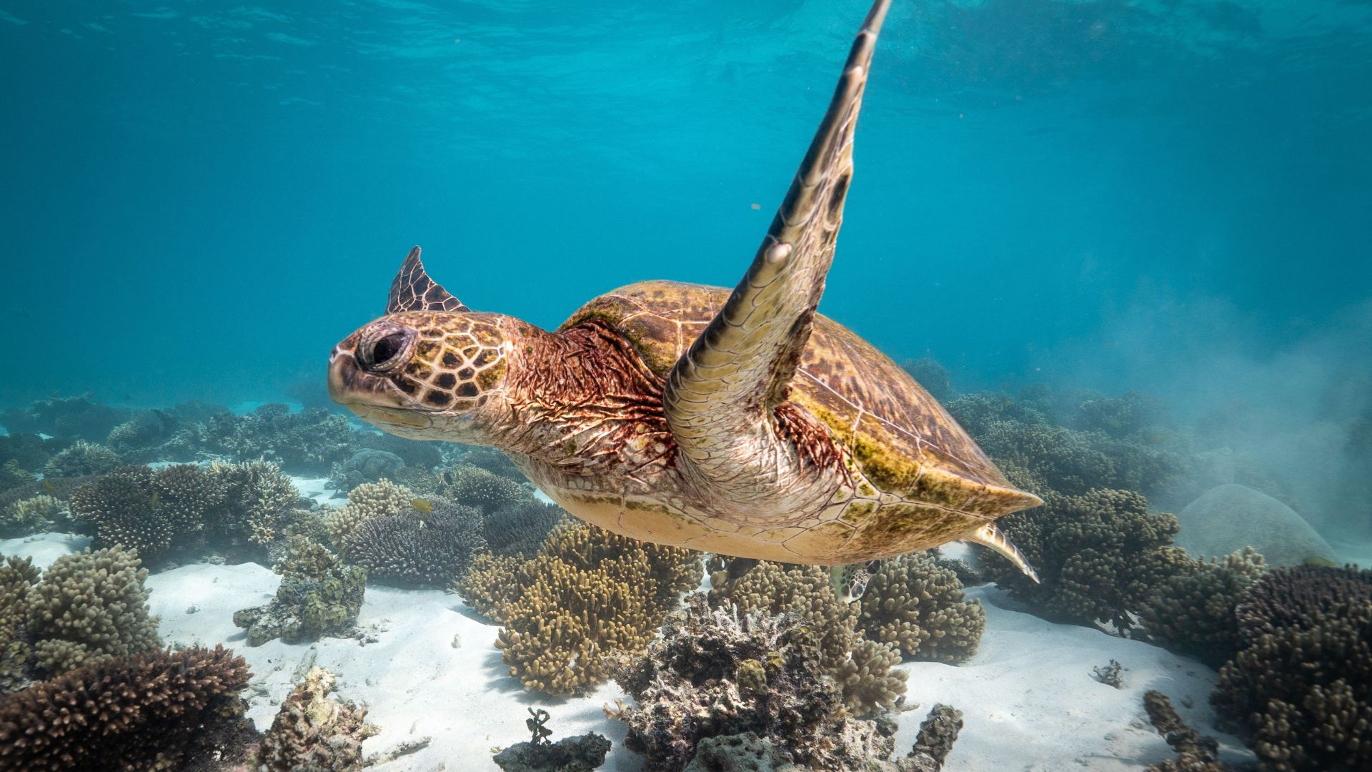 Akumal Nado Con Tortugas y Tulum