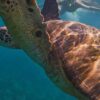 Descubre Akumal: Nado con Tortugas y Visita a Tulum en un Dia