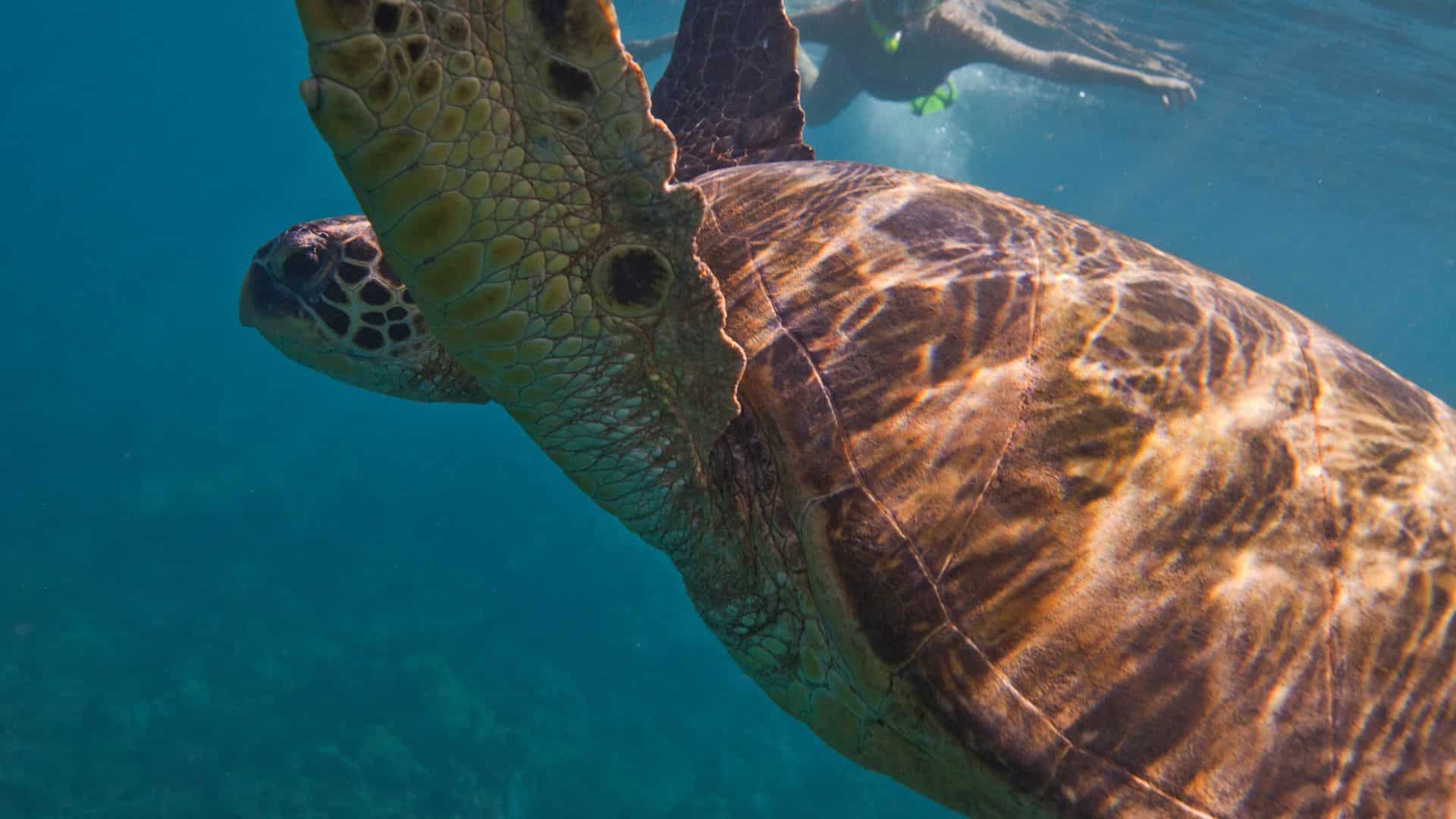 Descubre Akumal: Nado con Tortugas y Visita a Tulum en un Dia