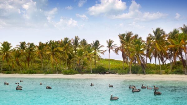 Tour a Isla Contoy Sailing