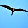 Observación de aves en Isla Contoy