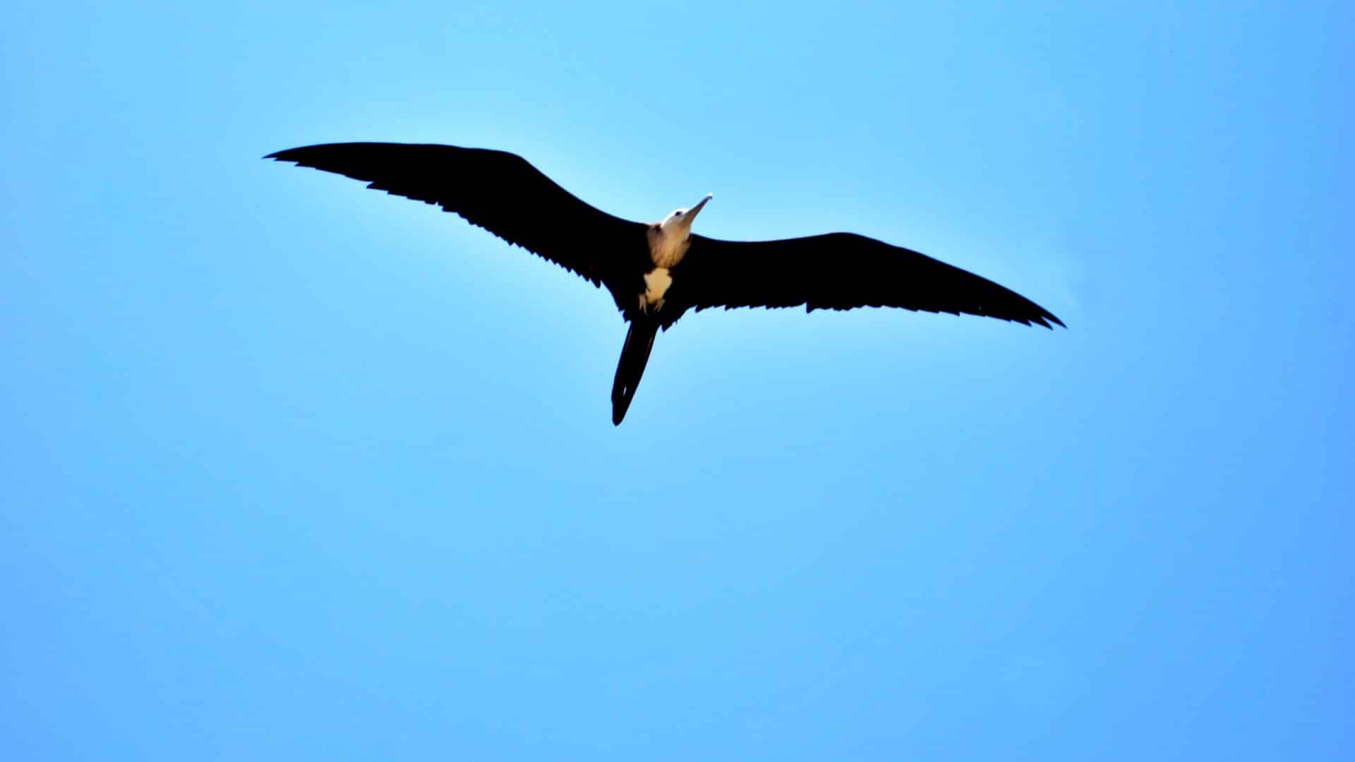 Observación de aves en Isla Contoy