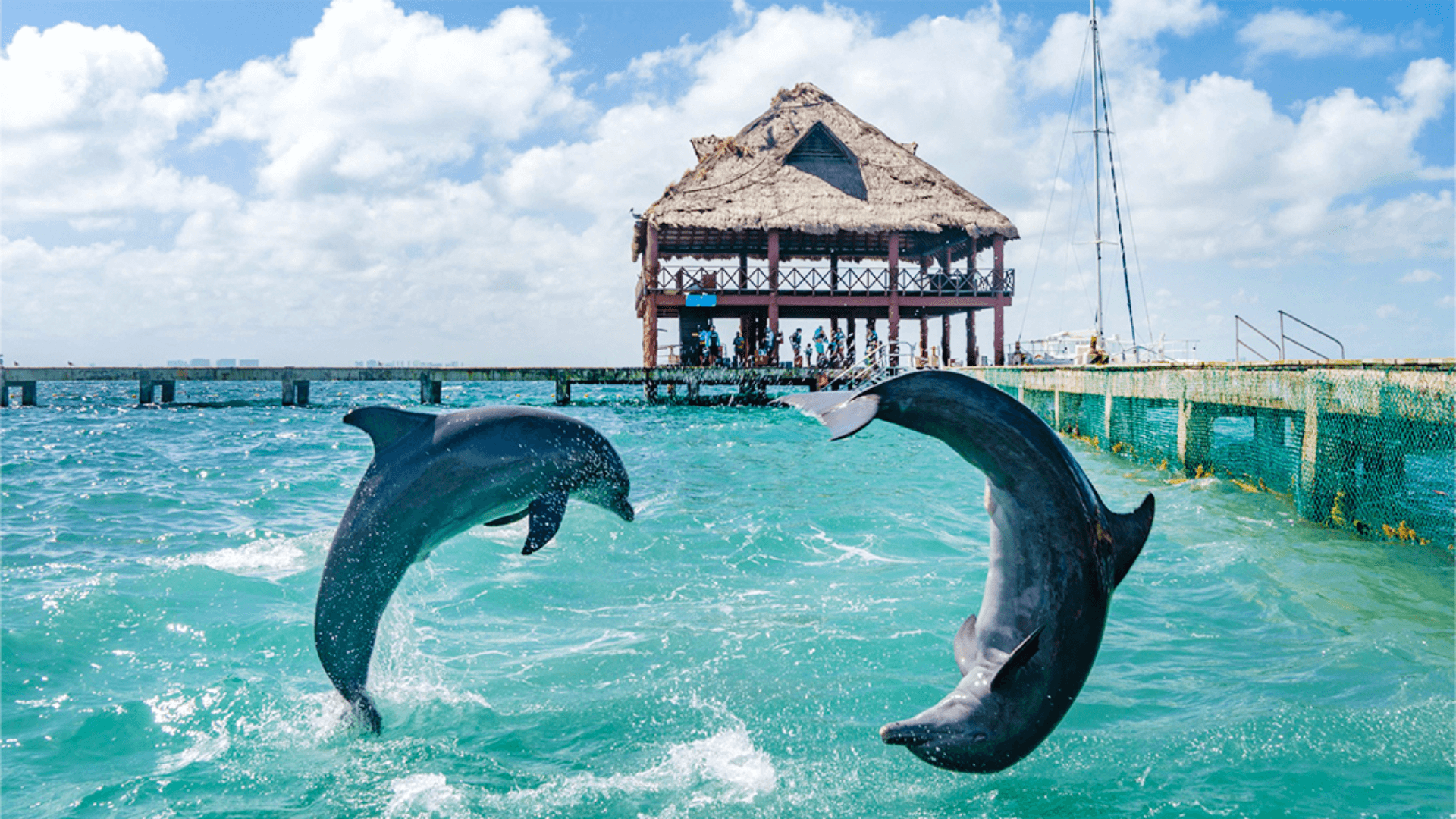 Delfines en Isla Mujeres